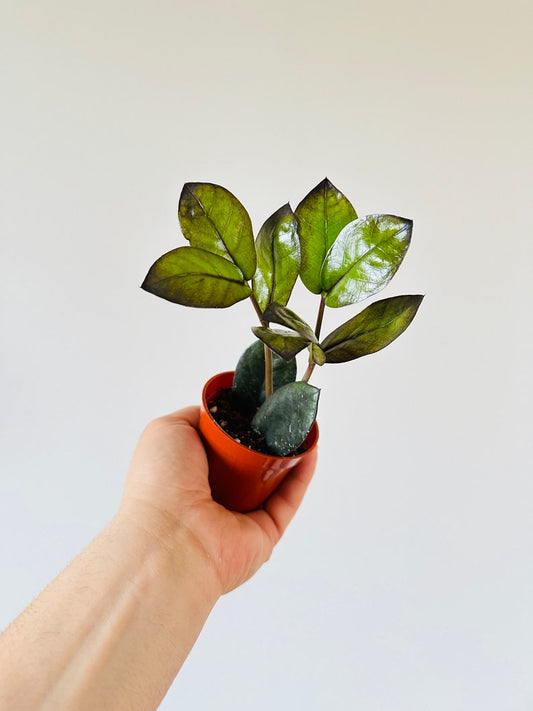 ZZ Oscura Plant in 3" Pot - Black ZZ Cultivar - Zamioculcas Zamiifolia - Low Light, Easy Care, Air Purifier Plant