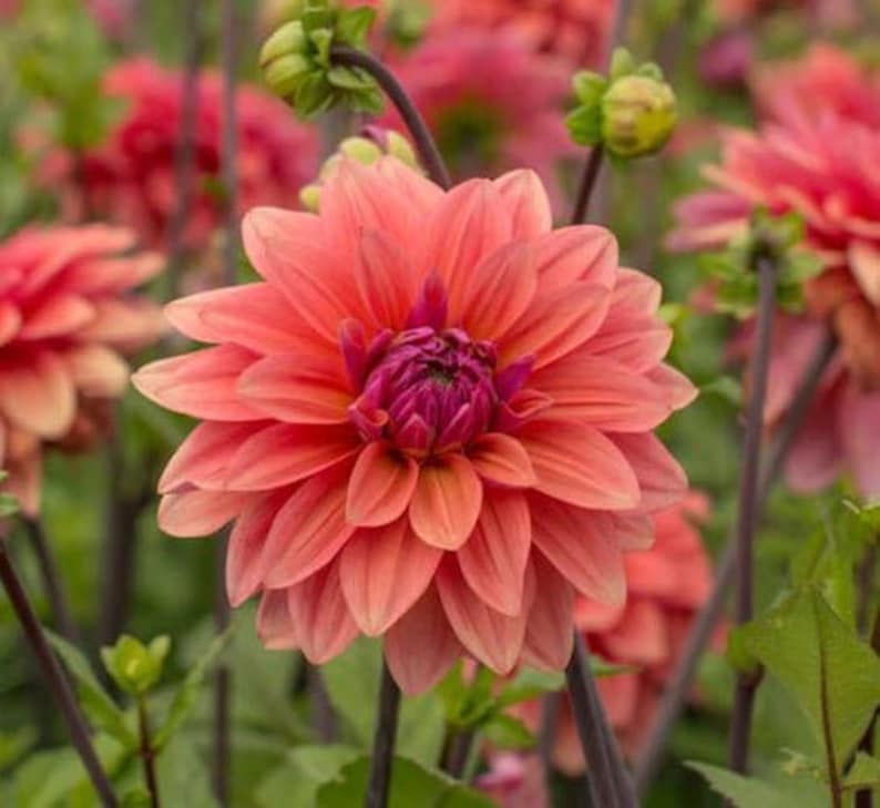 Decorative Dahlia Bulb - Coral Pink Flowers - American Dawn - Dahlia variabilis - Bare Root for Planting