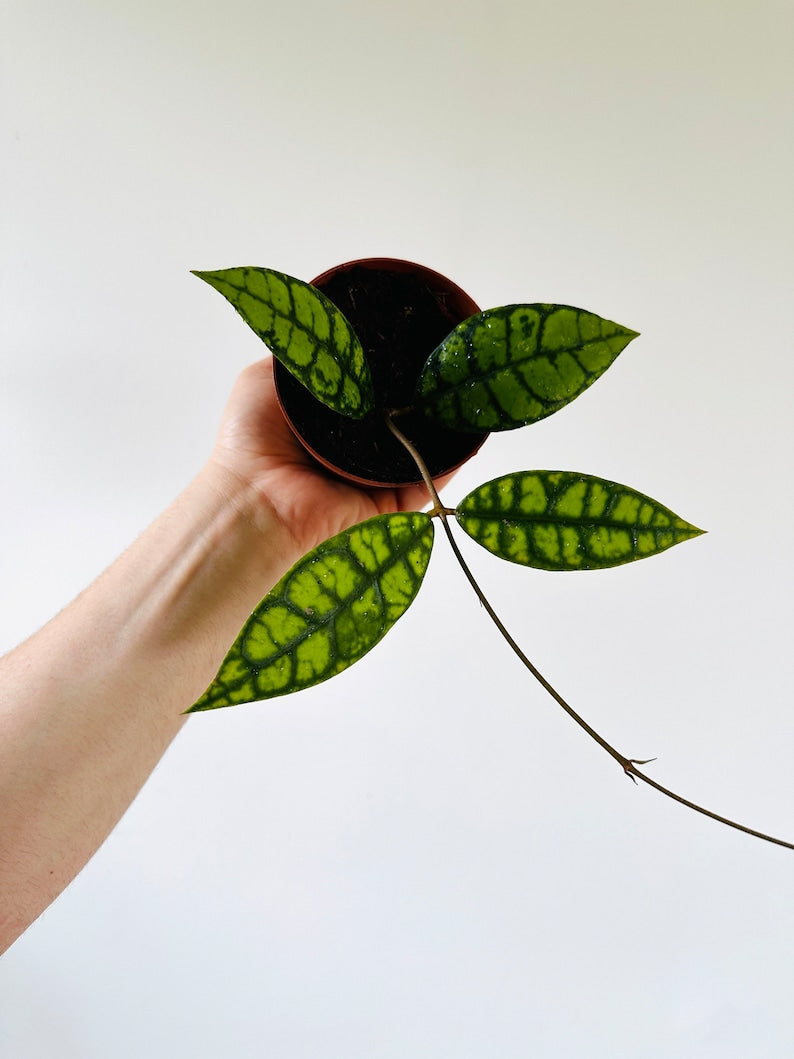Hoya Callistophylla 'Black Cat' Live Plant - Buntok Forest Collector Hoya - Crocodile Hoya - Rare Indoor Climbing Plant