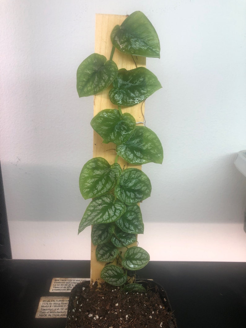 Rare Monstera Dubia Live Plant Mounted to Wood, 2 Leaf Cuttings, Tropical Indoor Plant, Monstera dubia Variegated Foliage