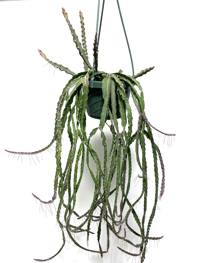 Hurricane Cactus Plant in Hanging Basket, Purple Lepismium Cruciforme, Rare Epiphyllum Succulent, Jungle Cactus Rhipsalis Species