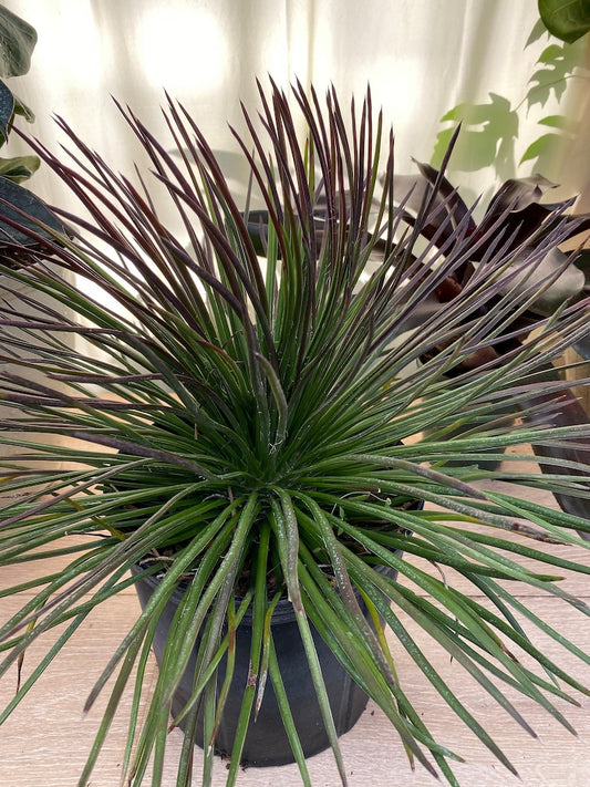 Agave Geminiflora Compact Succulent Plant - Green with Copper Tips - Low Maintenance Indoor/Outdoor Agave Succulent