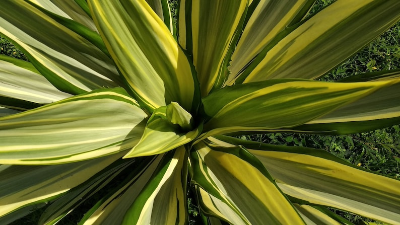 False Agave Plant - Medium Size - Cream-Green Variegation - Furcraea Foetida - Drought Tolerant Accent for Landscape