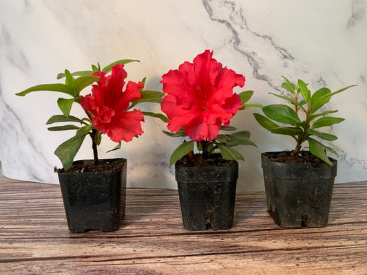 Azalea Plants 2" (6pk) Red Bird - Rhododendron 'Red Bird' - Live Fully Rooted Plants for Gardens and Landscapes