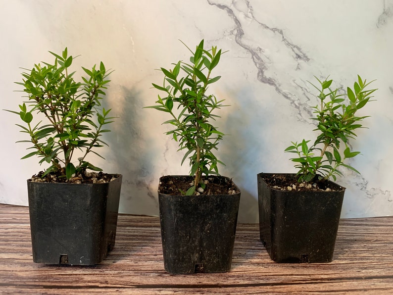Myrtus communis compacta Live Plants 2" (3 Pack) - Dwarf Myrtle, Fully Rooted, Eco-Friendly