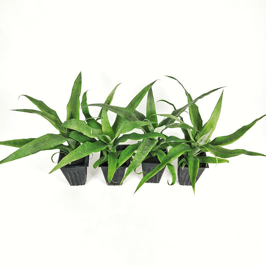 4 Sugarloaf Pineapple Starter Plants - Exotic Tropical Fruit - Ananas comosus - Easy to Grow for Home Garden or Indoor Space