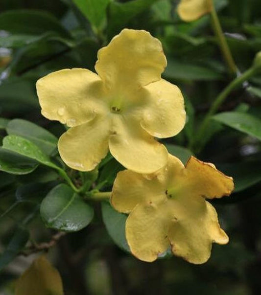 Brunfelsia lactea Live Plant - Lady of the Night - Outdoor Grown - Tropical Flowering Plant - Non-Toxic Houseplant