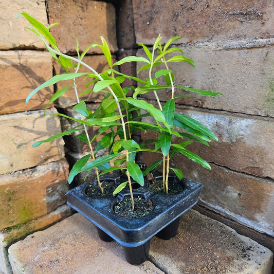 4 Pomegranate Starter Trees - Hardy "Salavatski" Variety - Sweet & Flavorful - Punica granatum
