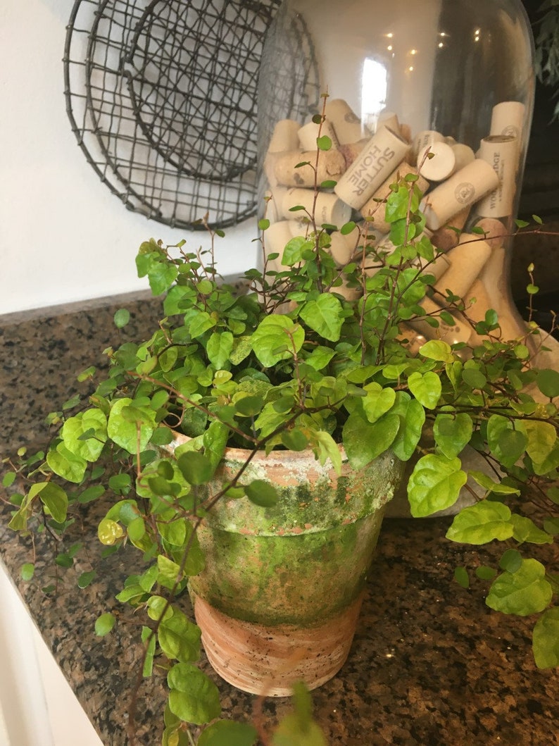 Live Plant - 5" Variegated Creeping Fig - Ficus pumila - Handcrafted Pot with Natural Moss