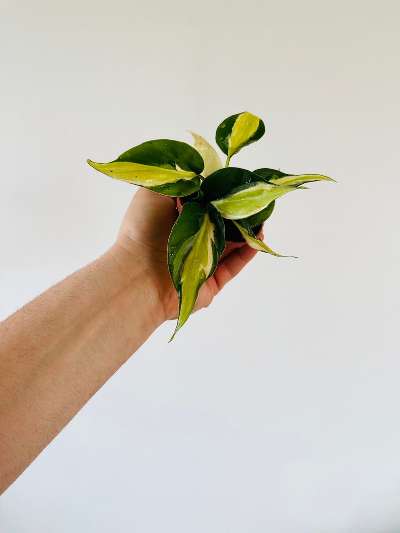 Philodendron Cream Splash Starter Plant 2” Pot
