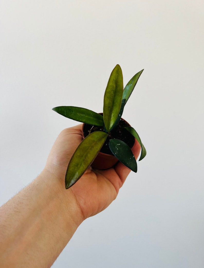 Hoya Plant - 2” Starter Pot - Hoya Rosita - Rare Houseplant with Green Foliage & Dark Edging - Low Maintenance Indoor Plant