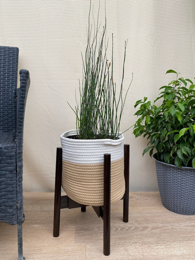 Horsetail Reed Plant - Equisetum Hyemale - Indoor/Outdoor Decorative Green Stems - Easy Care Perennial Plant