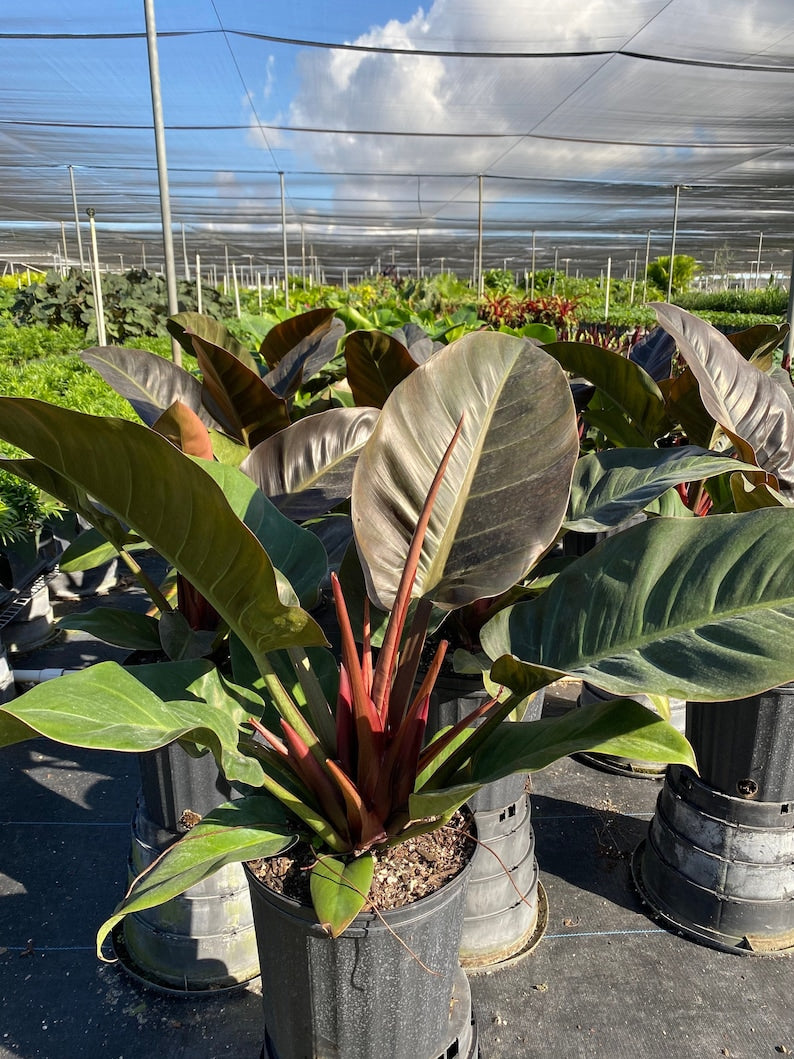 Philodendron Plant - Black Cardinal - Fast-Growing Tropical Foliage - Philodendron erubescens - Indoor/Outdoor Low Maintenance