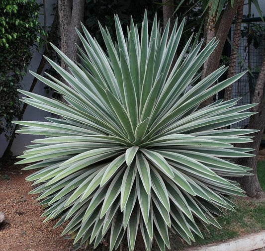 Caribbean Agave Plant - Large Agave Angustifolia Marginata - Low Maintenance Accent for Desert & Rock Gardens - Drought Tolerant