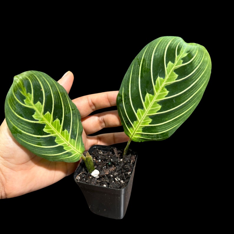 Live Lemon Lime Prayer Plant - Potted Indoor Houseplant - Maranta Leuconeura - Low Light Air Purifier Gift Plant