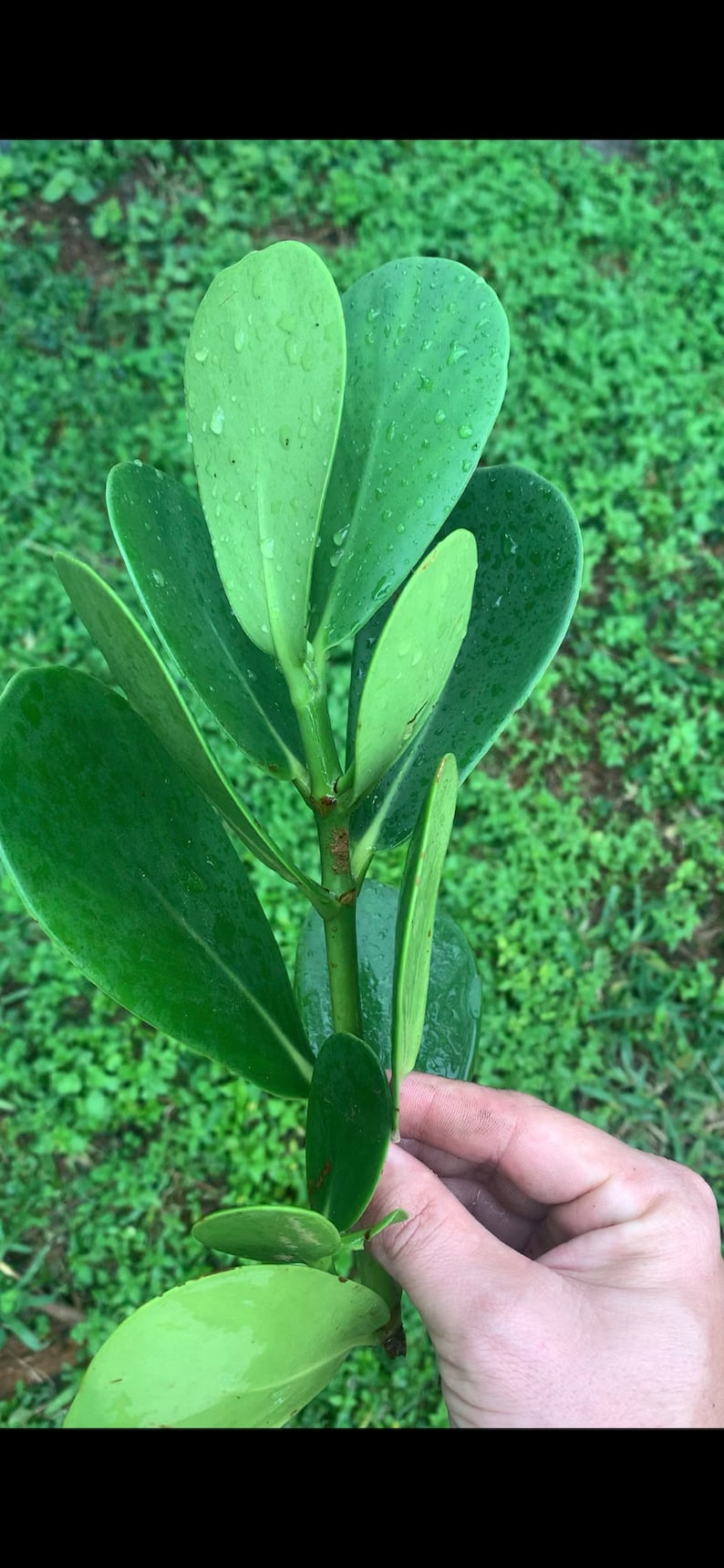 Clusia Cutting 6-12" Clusia Rosea (Autograph Tree) Fresh Propagation Ready, Bare Root Plant for Tropical Gardening