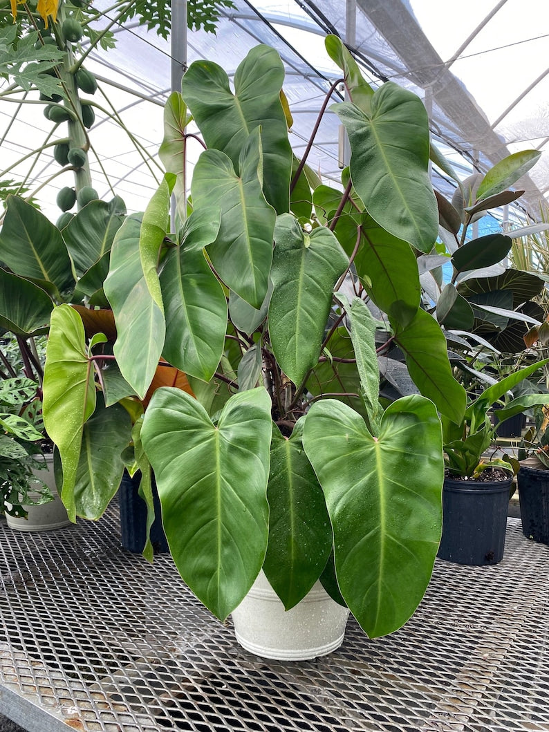 Philodendron Emerald Red Vining Plant | 6 Inch Pot | Heart-Shaped Leaves | Philodendron Erubescens | Indoor Tropical Decor