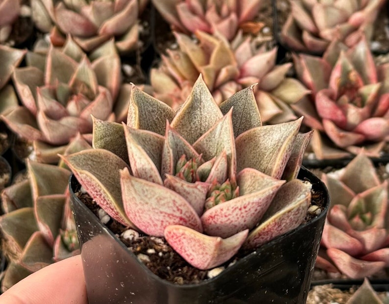 Echeveria Purpusorum Succulent in 2.5” Pot - Echeveria purpusorum, Green with Reddish-Brown Spots, Drought-Tolerant Plant