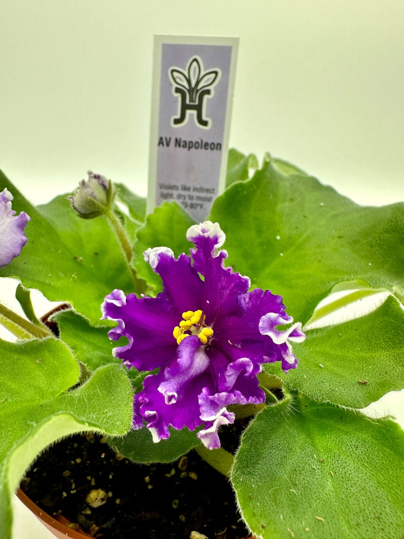 Live African Violet Plant 4" AV Napoleon Variety - Blooming African Violet (Saintpaulia)