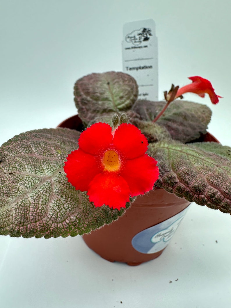 Live Episcia Plant - 4" Temptation Variety - Vibrant Blooms - Episcia spp. - Indoor Houseplant for Optimal Care