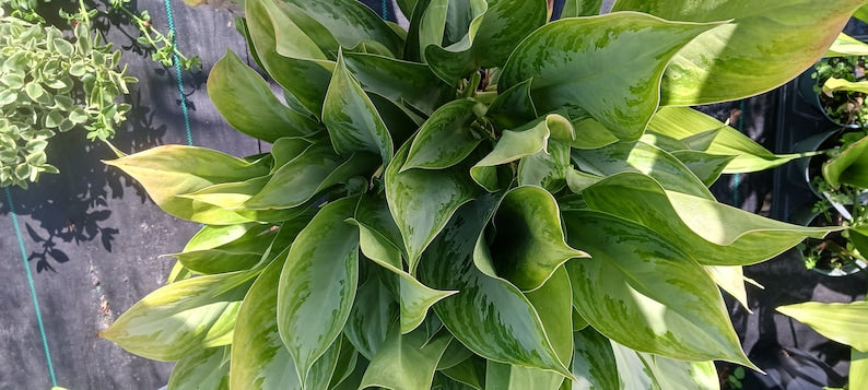 Aglaonema Silver Bay Tropical Plant - 12-16" Rooted Plant - Easy Care Houseplant - Aglaonema commutatum