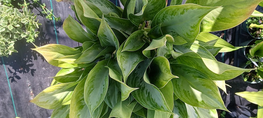 Aglaonema Silver Bay Tropical Plant - 12-16" Rooted Plant - Easy Care Houseplant - Aglaonema commutatum