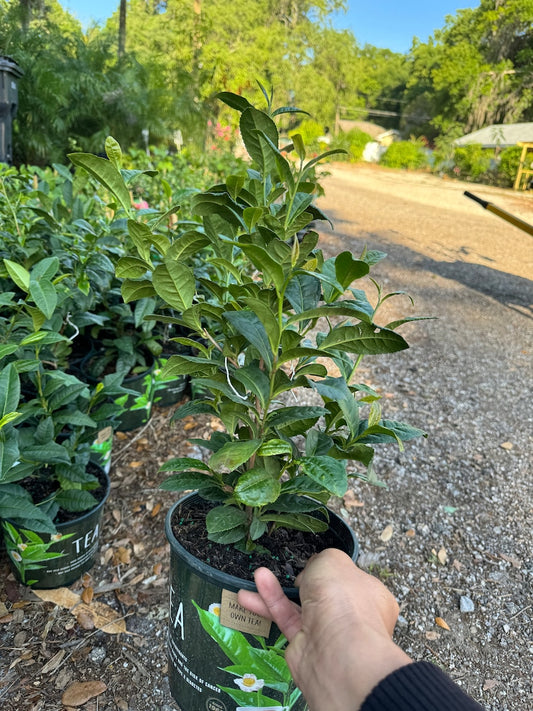 Tea Plant 1 Gallon - Camellia sinensis - 2-3 Feet Tall - Live Indoor Plant for Tea Brewing and Home Gardens