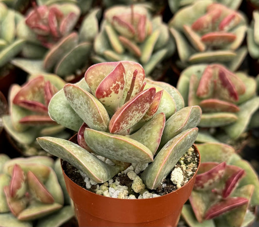 Calico Hearts Succulent 3" Pot | Adromischus Triflorus | Live Plant with Heart-Shaped Foliage and Unique Color Pattern