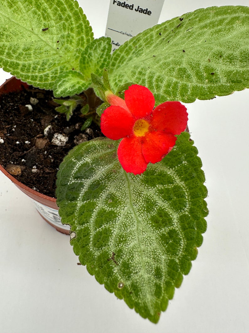 Live Episcia Plant 4" - Faded Jade Variety - Episcia spp. - Indoor Houseplant for Colorful Blooms and Easy Care