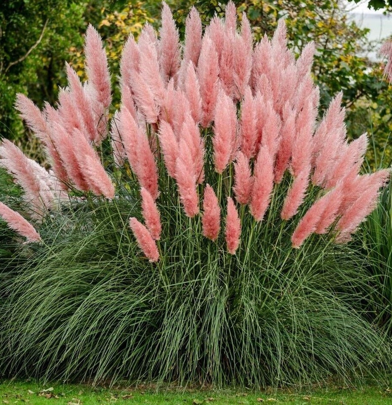 Pink Pampas Grass Plant - Fast Growing Ornamental with Rosea Blooms - Cortaderia selloana 'Rosea' - Drought Tolerant, Low Maintenance