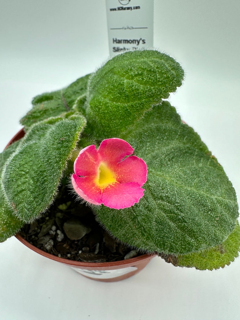 Episcia Plant - 4" Harmony's Slinky Pink - Live Blooming Houseplant - Tropical Houseplant - Indoor Plant Care