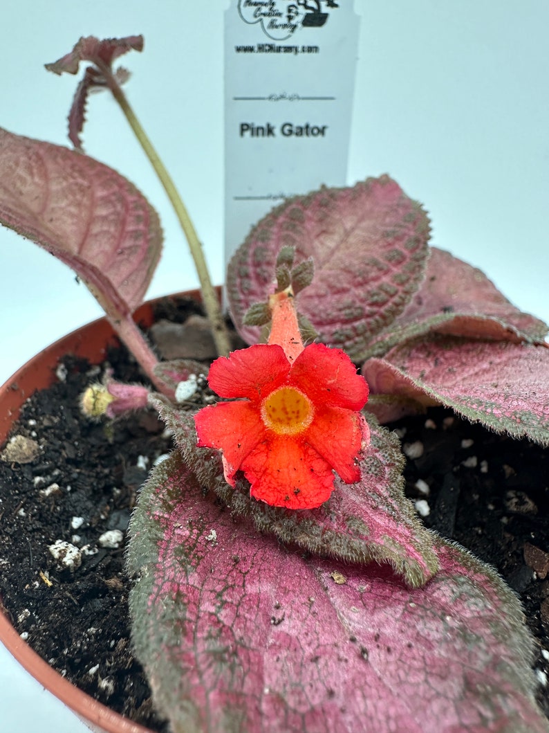 Episcia Pink Gator Live Plant 4" - Vibrant Blooming Houseplant - Episcia spp. Perfect for Indoor Gardening