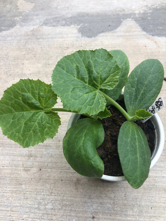 2 Zucchini Live Plants in 4" Pot - Green & Yellow Varieties, Organically Grown, Non-GMO, Bush Type, Easy to Grow