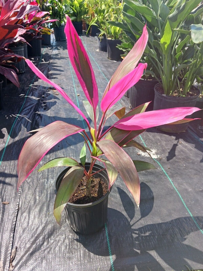 Ti Plant Cordyline fruticosa Pink Diamond Chili Pepper - 16" Rooted Plant - Vibrant Pink Tips & Purple Foliage - Indoor/Outdoor Decor