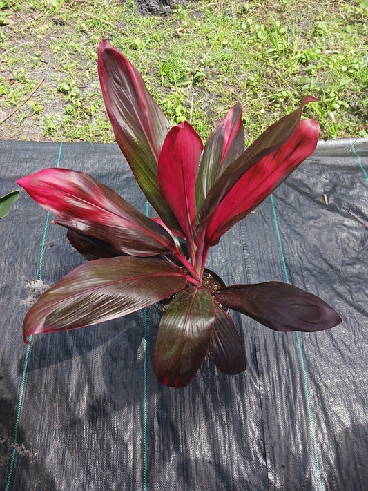 Ti Plant 3 Pack - Cordyline fruticosa Varieties Red Sister, Pink Diamond, Rubra - Tropical Indoor Plants for Home Decor