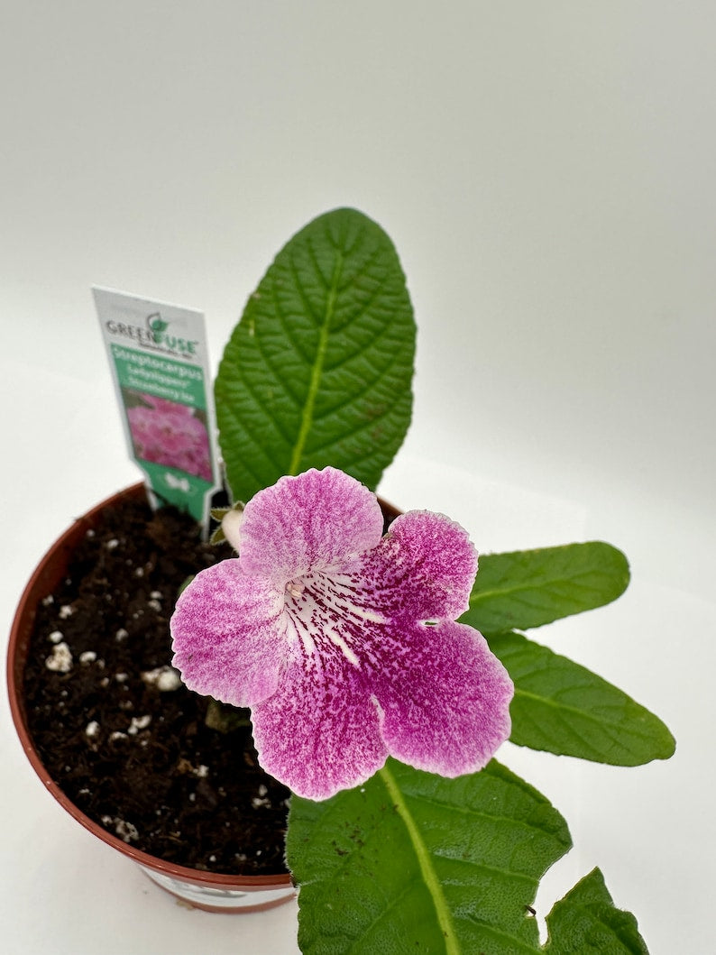 Strawberry Ice Streptocarpus Live Plant in 4" Pot - Cape Primrose, Blooming Gesneriad Houseplant, Indoor Gardening