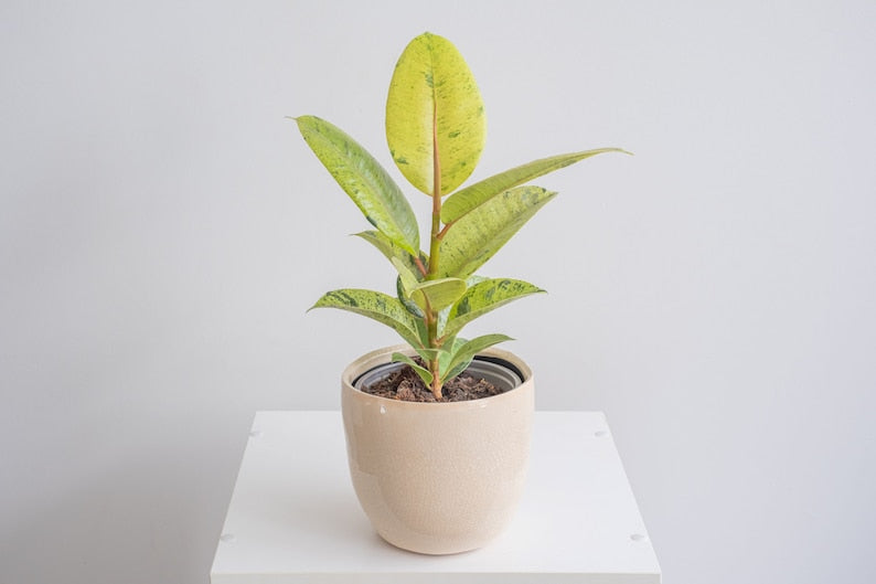 Ficus Shivereana Moonshine Bush - Variegated Cream-Lime Foliage - Ficus Shivereana - Low Maintenance Indoor Plant