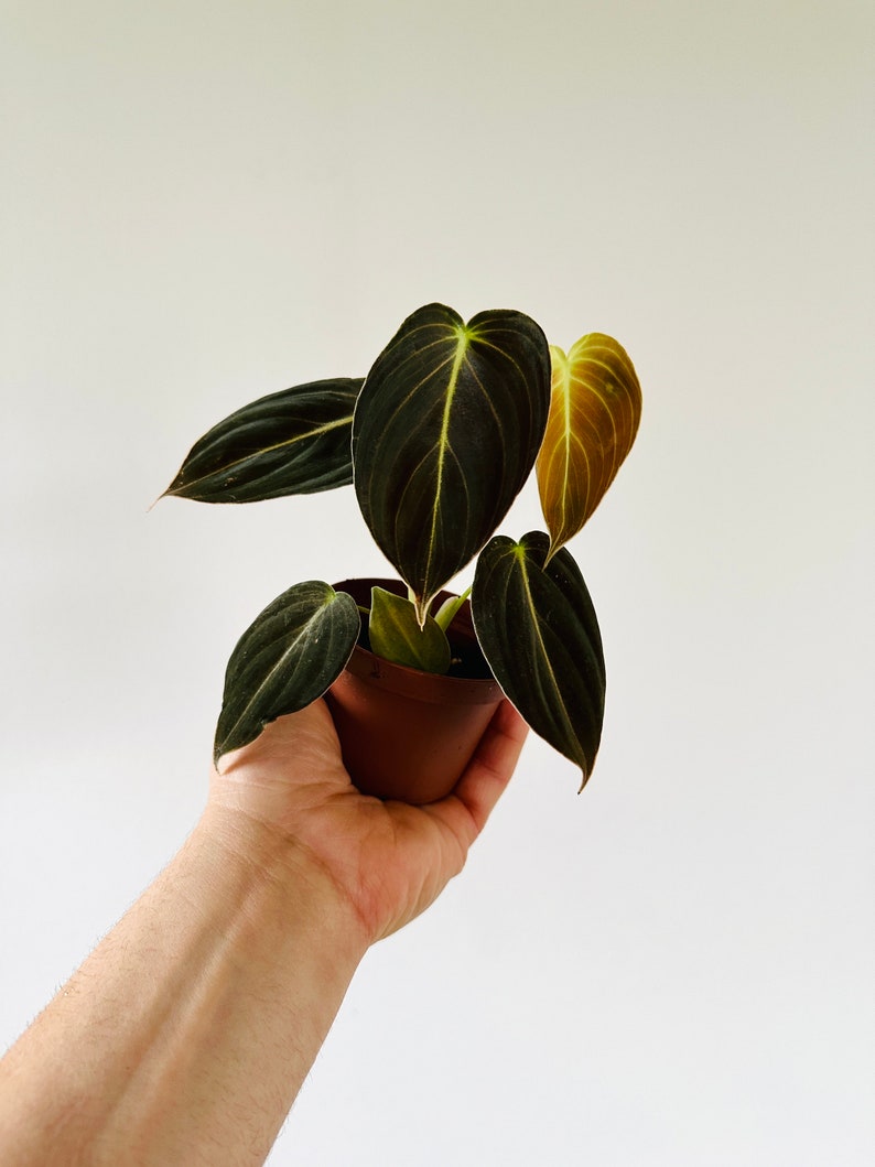 Philodendron Andreanum - 3" Velvet Leaf Aroid Live Plant - Rare Houseplant with Dark Foliage - Indoor Plant Decor
