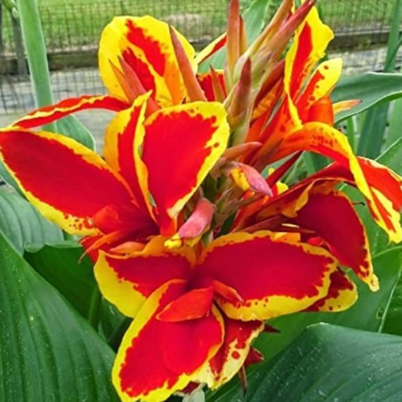 Canna Lily Bulb - Red with Yellow Edges - Easy to Grow Perennial Plant - Canna indica - Garden Ready Bare Root Tuber