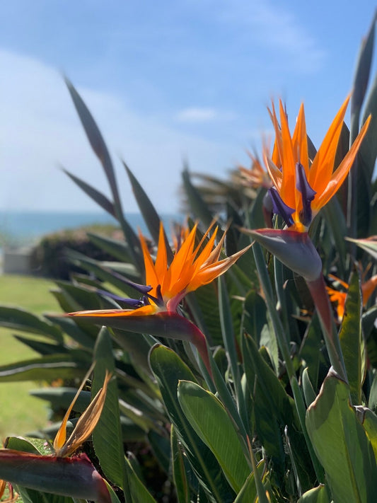 2pk 3 Inch Orange Bird of Paradise Plants - Strelitzia Reginae - Tropical Perennial with Unique Flowers