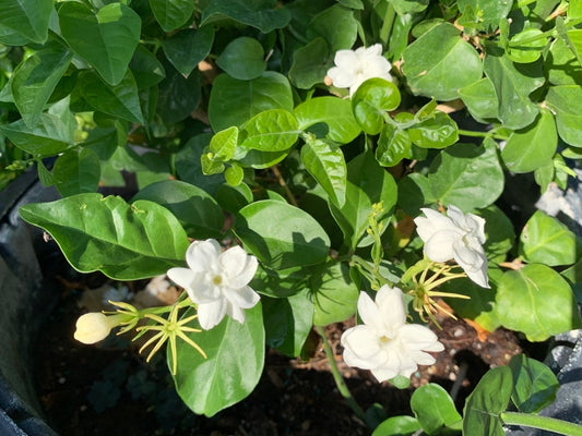 2" Sambac Jasmine Plants - 9 Pack - Live Flowering Jasmine - Jasminum sambac - Eco-Friendly Gardening