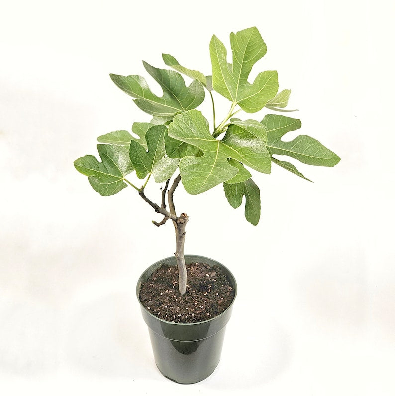 Celeste Fig Tree in 6 Inch Pot - Ficus carica - Classic Fruity Flavor for Fresh Eating & Preserves - Versatile Fig Variety