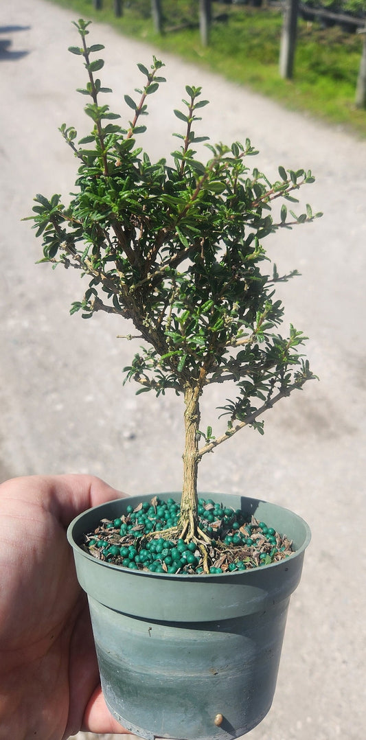 Bahama Berry Bonsai Start - Live Nashia inaquanensis - Outdoor Grown Pre Bonsai Plant - Minor Blemishes May Be Present