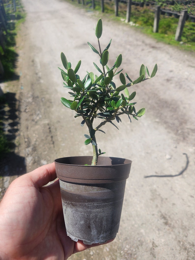European Olive Bonsai Start - Live Plant - Olea europaea - Pre Bonsai - Outdoor Grown - Minor Blemishes May Be Present