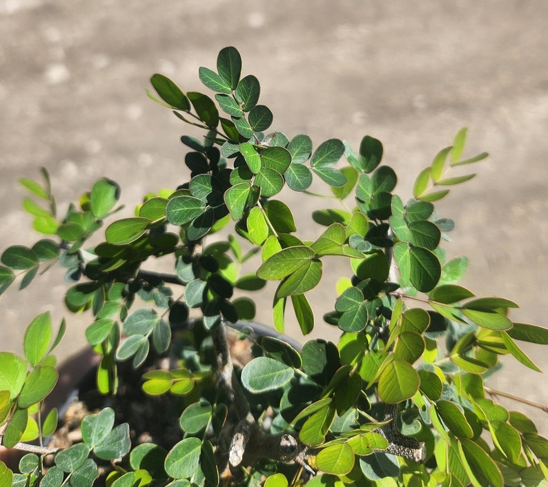 Bonsai Start - Haematoxylin campechianum - Campeche Live Plant - Pre Bonsai - Outdoor Grown - Minor Blemishes May Be Present