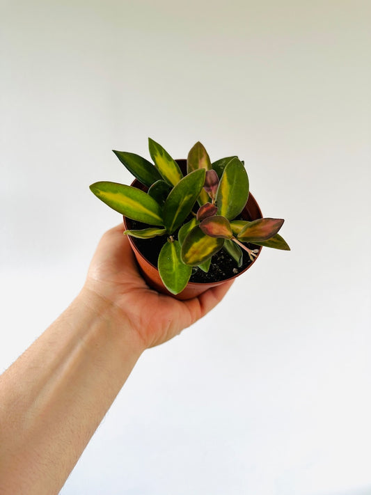 Variegated Hoya Burtoniae - Tricolor Honey Hoya - Live Plant in 3" or 4" Pot - Rare Houseplant for Hanging Decor