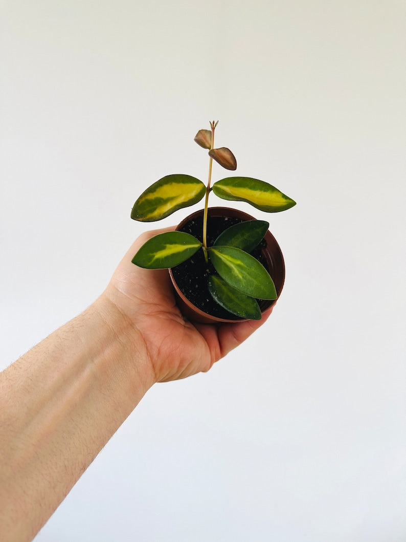 Hoya Plant 3” Pot Variegated Burtoniae Tricolor Tropical Wax Plant (Hoya Burtoniae) - Rare Velvet Foliage, Honey-Scented Flowers