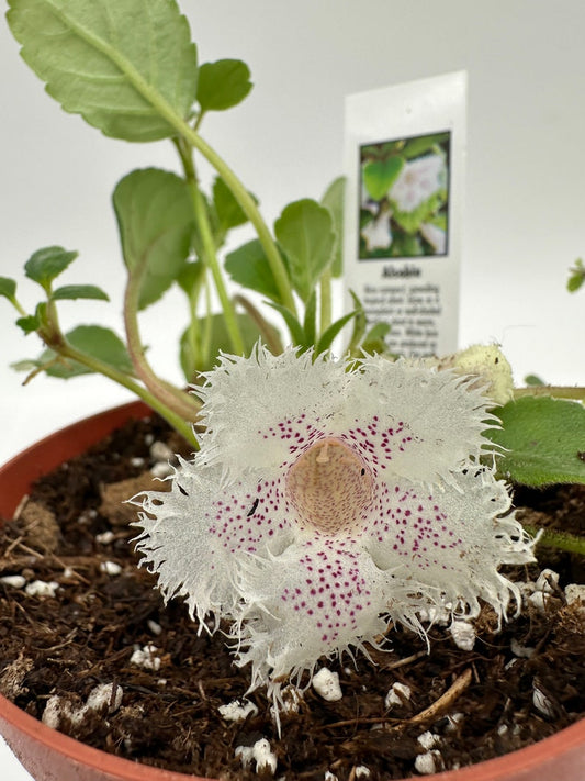 Alsobia 'Cygnet' Live Plant 4" Pot - Established Houseplant for Indoor Care - Optimal for Bright Indirect Light - Easy Maintenance