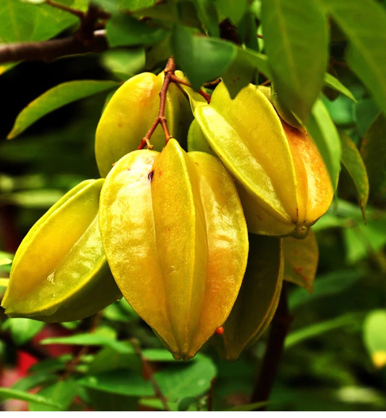Grafted Starfruit Tree - 2-3 Feet Tall - Arkin Variety - Carambola