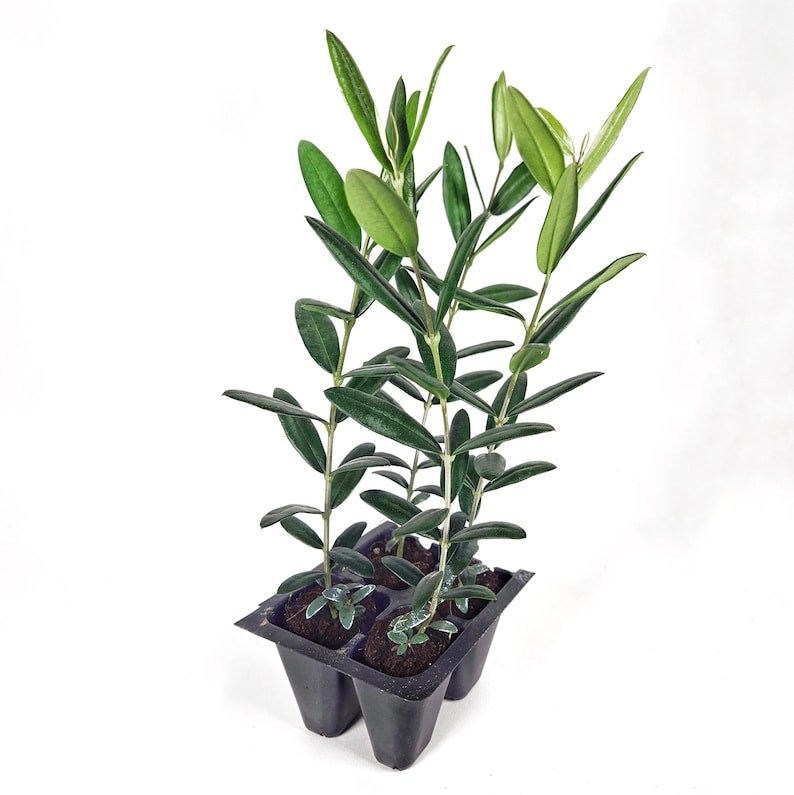Set of 4 Olive Trees, Arbequina Variety, Starter Plants, Olea europaea, Compact, Flavorful Olives for Home Gardeners